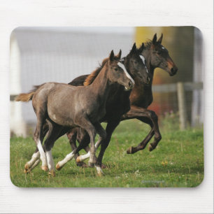 Fohlen-Betrieb Mousepad