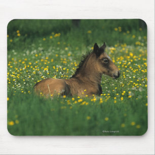 Fohlen, das in den Blumen niederlegt Mousepad