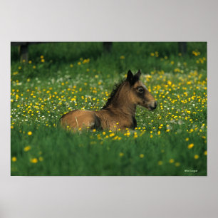 Fohlen, das in den Blumen niederlegt Poster