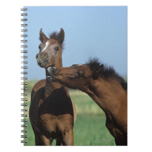 Fohlen, die 2 spielen notizblock