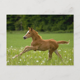 Fohlen im Galopp (Trakehner) Postkarte