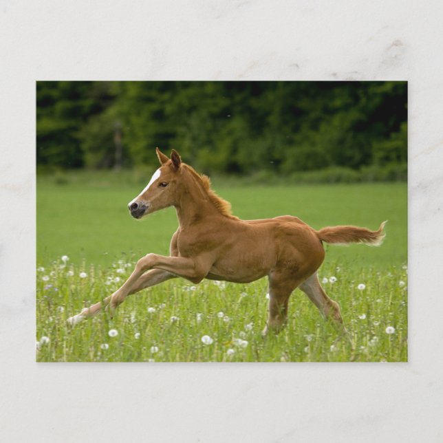 Fohlen im Galopp (Trakehner) Postkarte (Vorderseite)