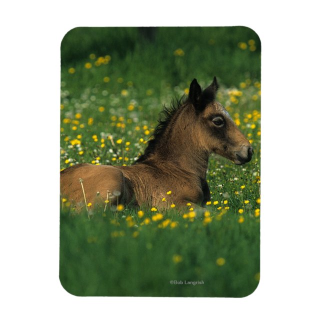 Fohlen in Blume Magnet (Vertikal)
