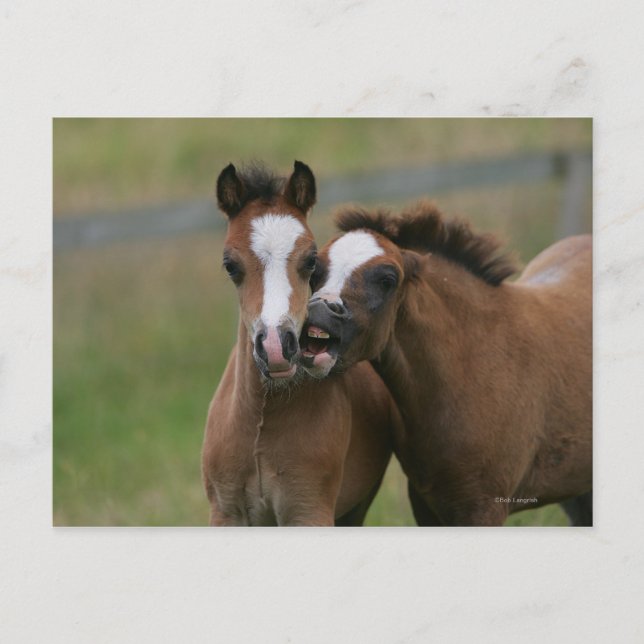 Fohlen Postkarte (Vorderseite)