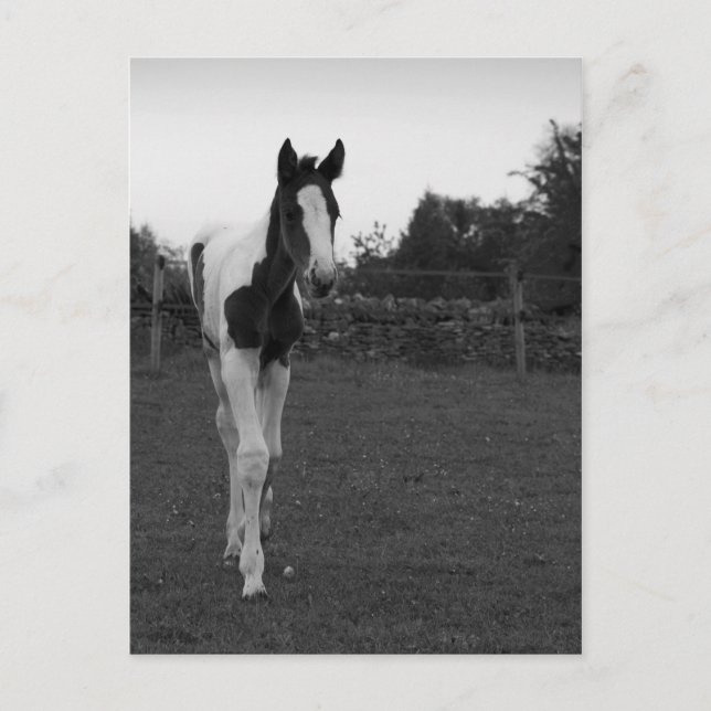 Fohlen Postkarte (Vorderseite)