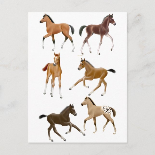 Fohlen Postkarte (Vorderseite)
