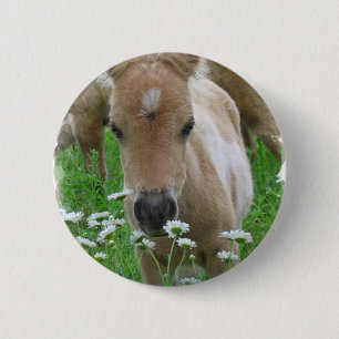 Fohlen-riechender Gänseblümchen-runder Knopf Button