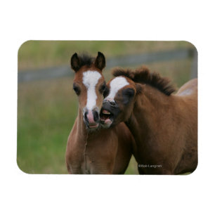 Fohlen-Spielen Magnet