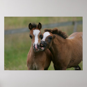 Fohlen-Spielen Poster