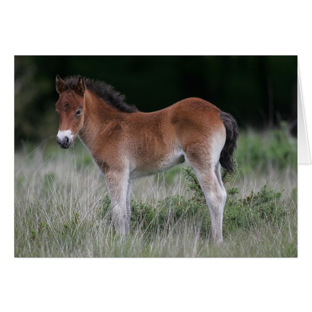 Fohlen Stehend (Vorderseite (Horizontal))