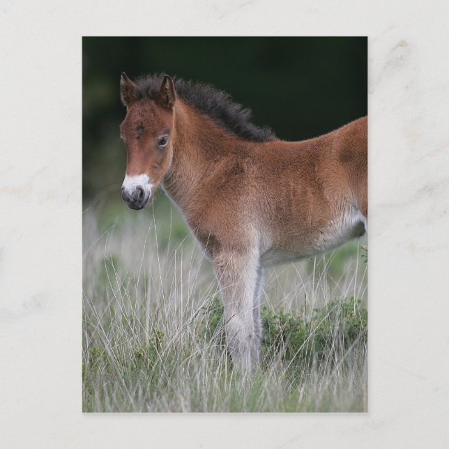 Fohlen Stehend Postkarte (Vorderseite)