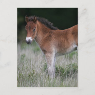 Fohlen Stehend Postkarte