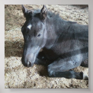 Fohlenentwurf Poster