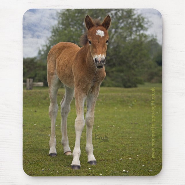 Fohlenschutzmatte Mousepad (Vorne)