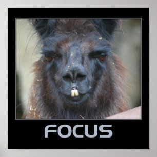 Fokussiere intensives Lama Inspirierend Poster