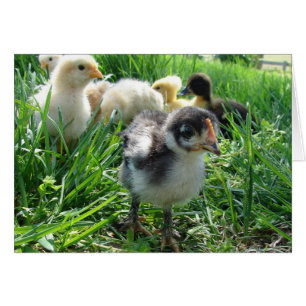 Folgen Sie dem Führer