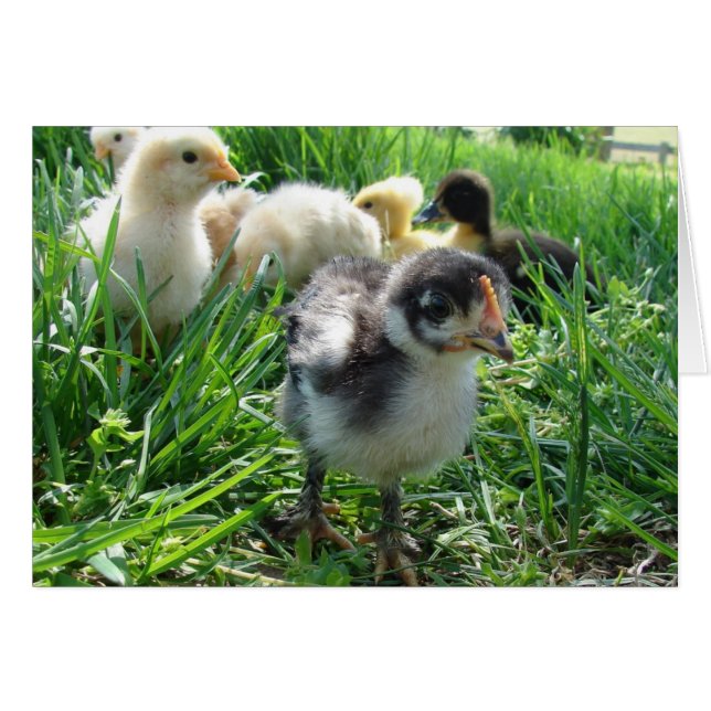 Folgen Sie dem Führer (Vorderseite (Horizontal))