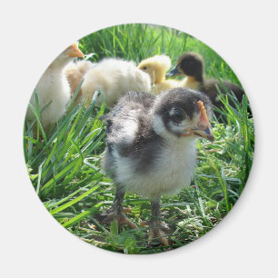 Folgen Sie dem Führer Magnet