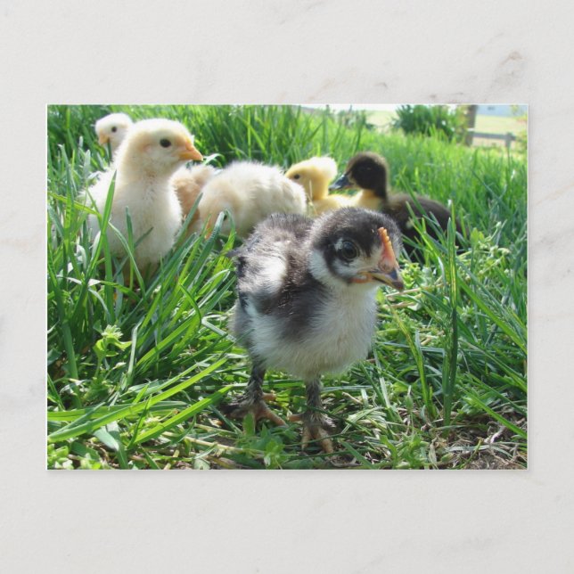 Folgen Sie dem Führer Postkarte (Vorderseite)