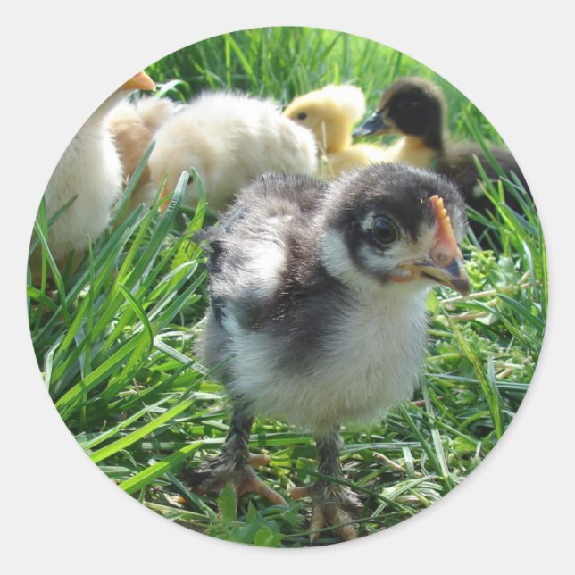 Folgen Sie dem Führer Runder Aufkleber (Vorderseite)