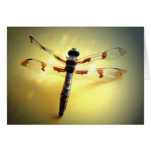 Folgen Sie dem Licht - nur Dragonfly