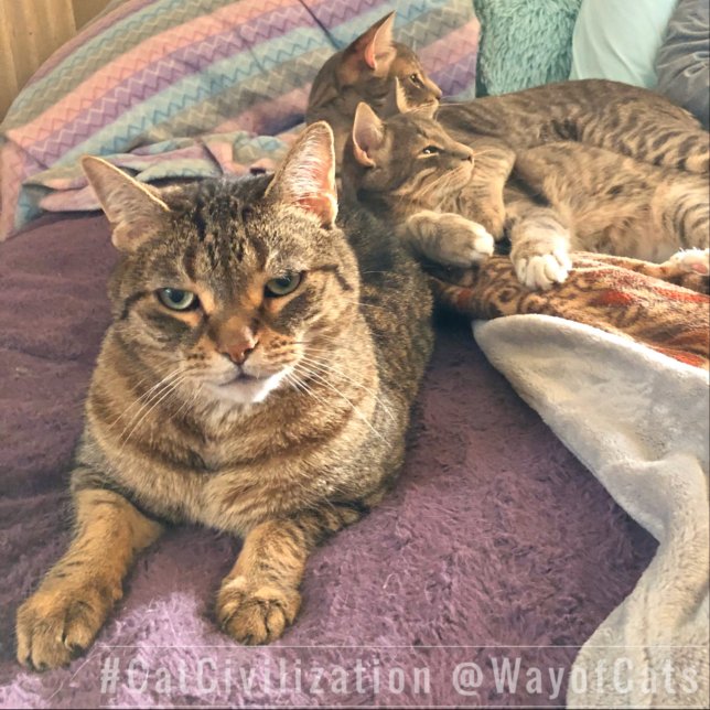 Folgen Sie dem Weg der Katzen, und seine Philosoph Socken (Von Creator hochgeladen)