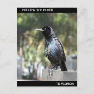 Folgen Sie der Flock nach Florida Postkarte