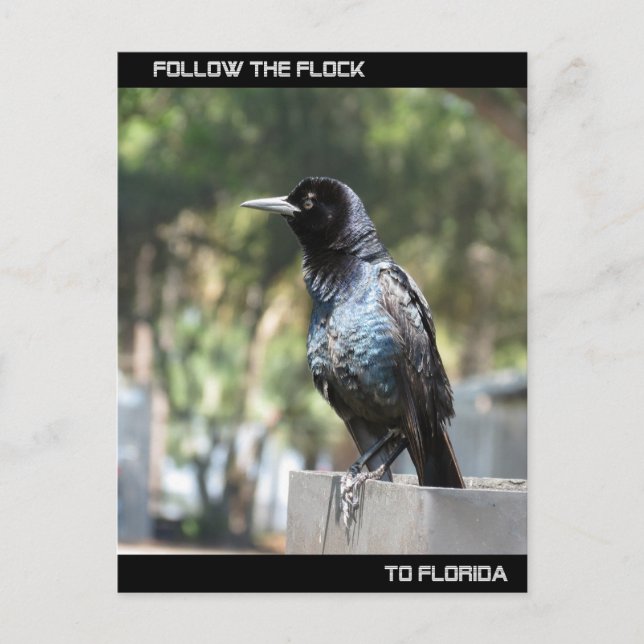 Folgen Sie der Flock nach Florida Postkarte (Vorderseite)