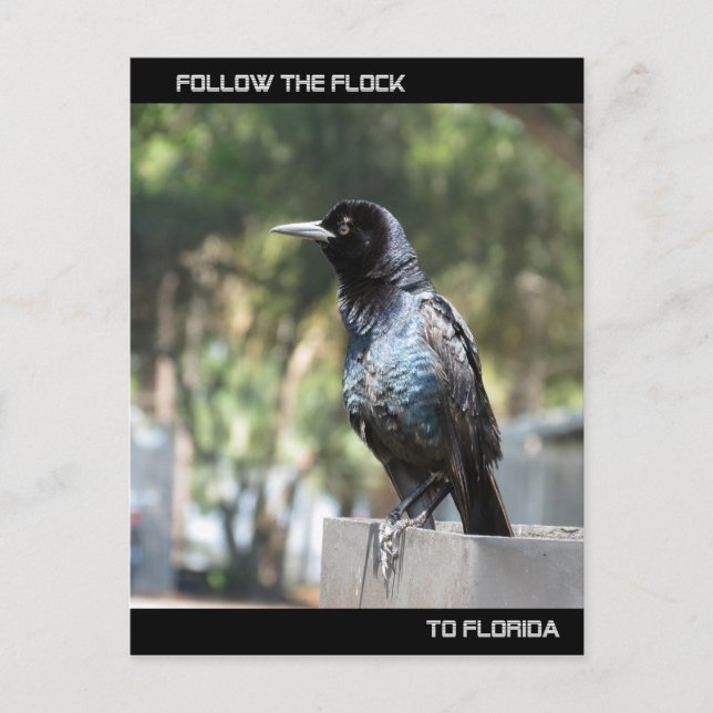 Folgen Sie der Flock Post Card Florida Postkarte (Vorderseite)