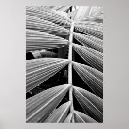 folha de palmeira poster