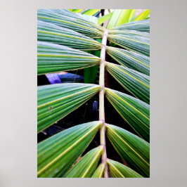 folhas de palmeira poster