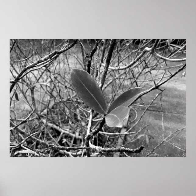 folhas em vida1 poster (Vorne)