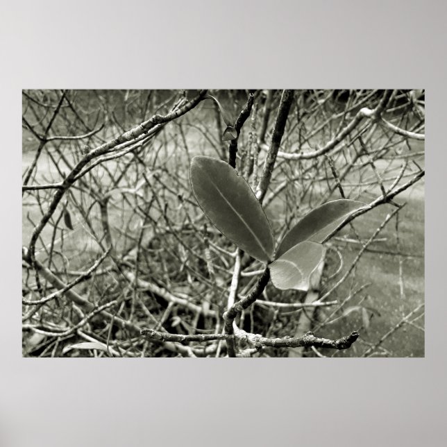 folhas em vida3 poster (Vorne)