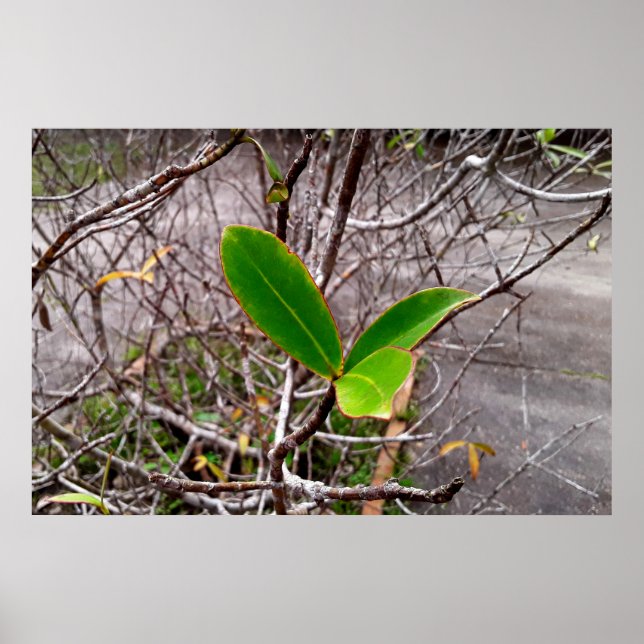 folhas em vida poster (Vorne)