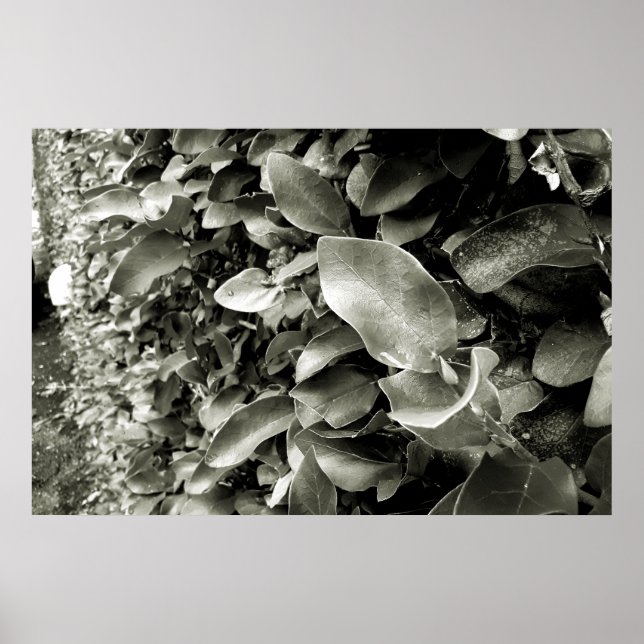 folhas poster (Vorne)