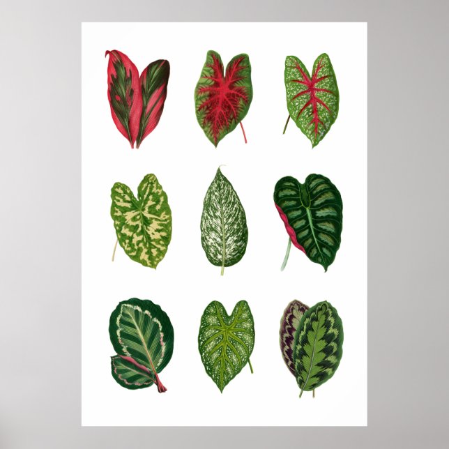 Foliage Poster (Vorne)