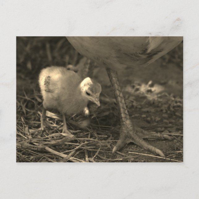 Following in Mom's Footsteps - Postcard Postkarte (Vorderseite)