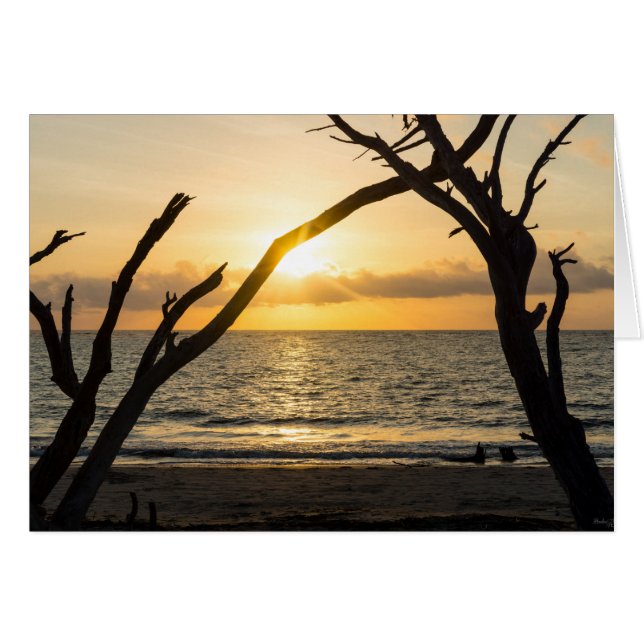 Folly Sunrise Tree Silhouette (Vorderseite (Horizontal))