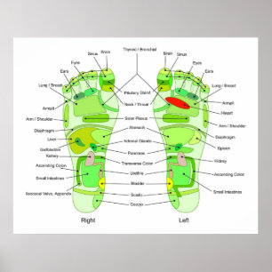 Foot-Akupressur-Diagramm Poster