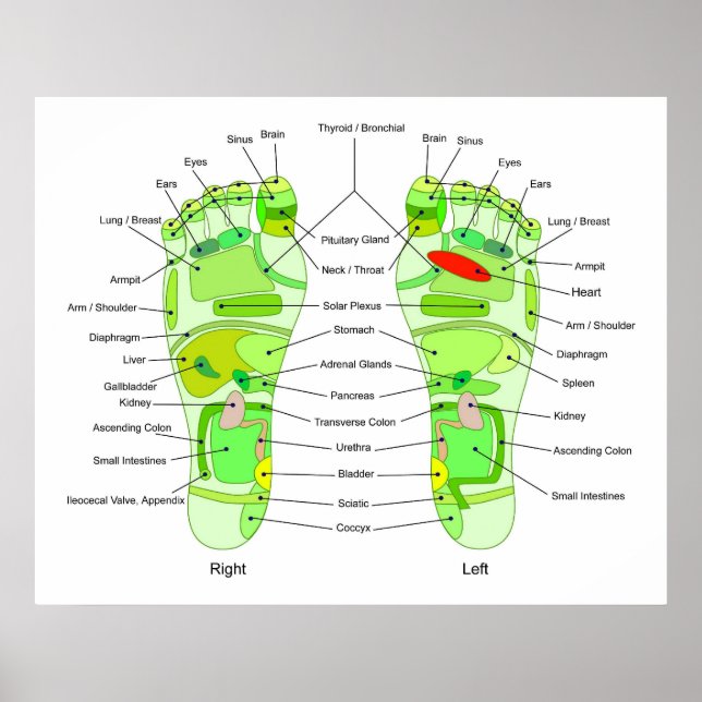 Foot-Akupressur-Diagramm Poster (Vorne)