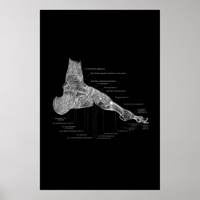 Foot Anatomy Medical Poster 24x36" (Vorne)