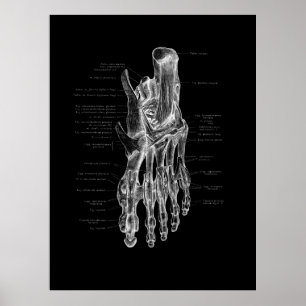 Foot Anatomy Podiatrist Medical Poster