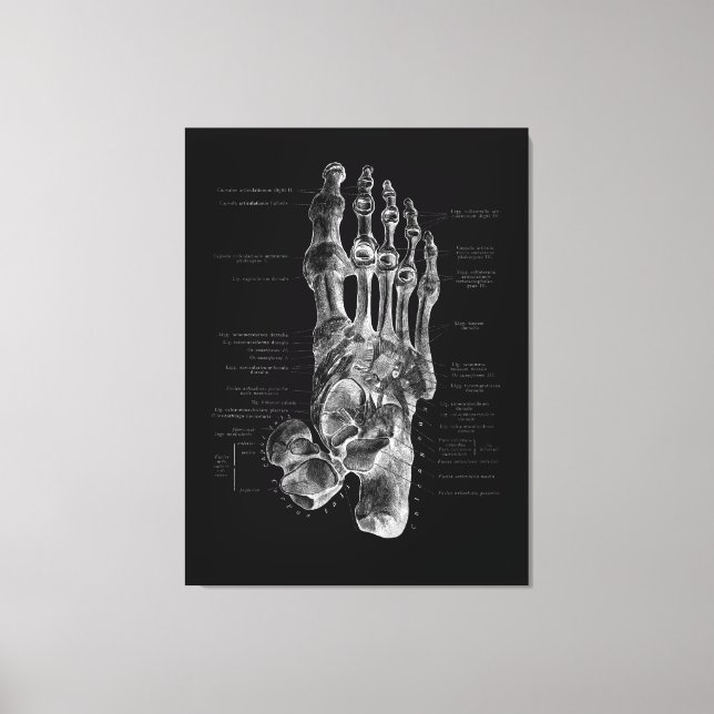 Foot Anatomy Podiatrist Medical Poster Leinwanddruck (Vorderseite)