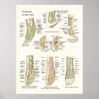 Foot and Ankle Anatomie Poster