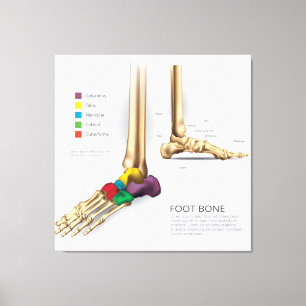 Foot Bone Leinwanddruck