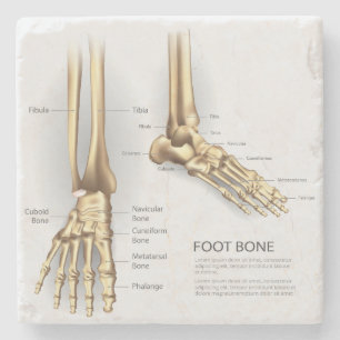 Foot Bone Steinuntersetzer