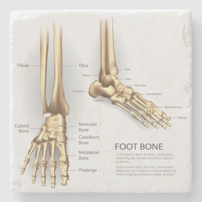 Foot Bone Steinuntersetzer (Vorderseite)
