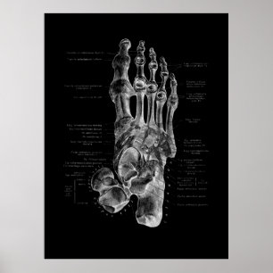 Foot Bones Anatomy Podiatrist Poster