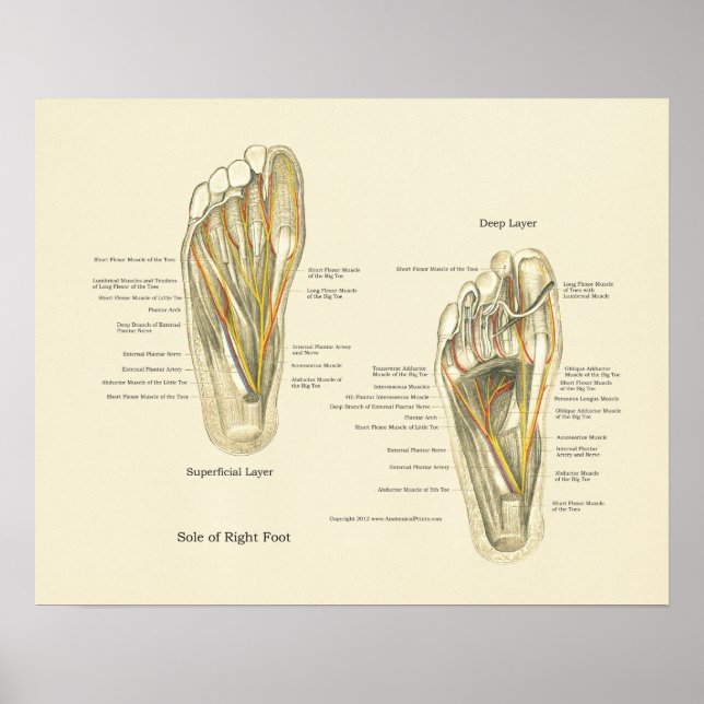 Foot Internal Anatomy Poster (Vorne)