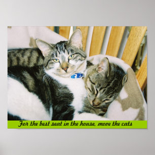 For the best seat in the house, move the cats poster